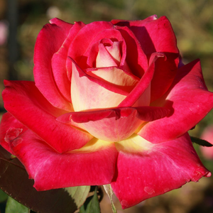Rdeča - rumena - Roza - Colorama® - Na spletni nakup vrtnice